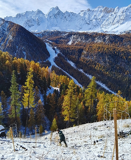 REBOISEMENT DE JALAVEZ